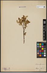 Foto von Salix hastata L.